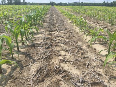 corn field