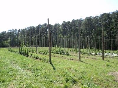 Rows of trellised hop plants on wooden poles in a grassy field with trees