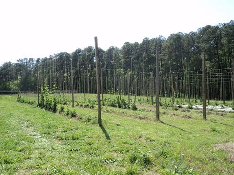 Rows of trellised hop plants on wooden poles in a grassy field with trees