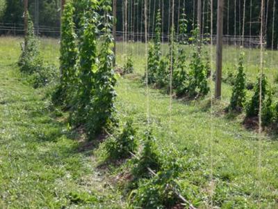 Rows of hop plants climbing twine between wooden poles in a grassy field