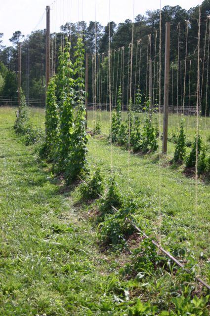 Rows of hop plants climbing twine between wooden poles in a grassy field