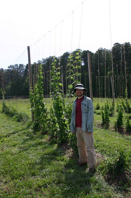 Person wearing hat and jacket standing beside tall trellised hop vines in a field