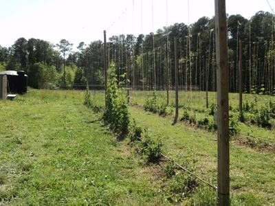 Trellis poles and wires over rows of young climbing plants in a grassy field.