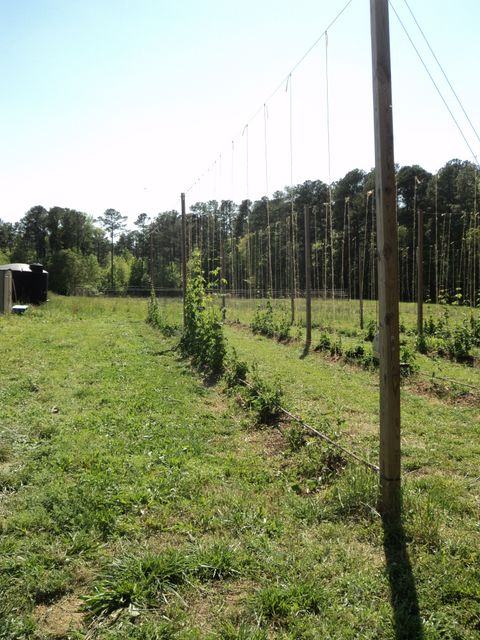 Trellis poles and wires over rows of young climbing plants in a grassy field.