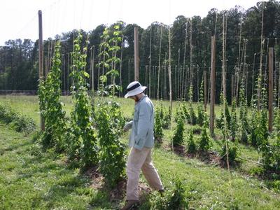 Person in hat walking through trellised hop rows, inspecting plants