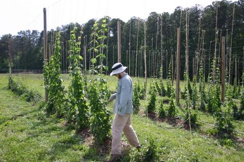 Person in hat walking through trellised hop rows, inspecting plants