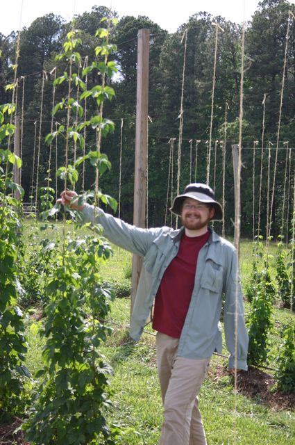 Person wearing hat standing in a hop field holding a tall hop vine