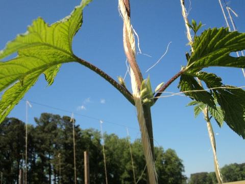 Vine twining around support twine with green leaves against blue sky
