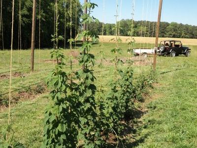 Hops vines climbing vertical twine trellis rows in a field, truck parked in background