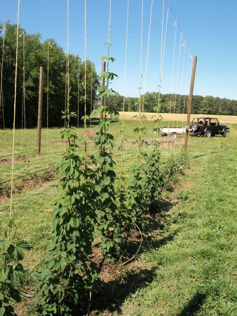 Hops vines climbing vertical twine trellis rows in a field, truck parked in background