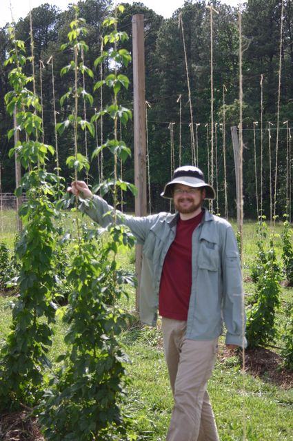 Person standing in a hop yard holding a tall hop vine, wearing a hat and long sleeves
