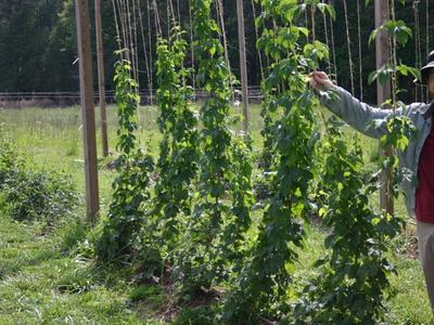 Person standing beside trellised climbing plants, holding a support string in a field