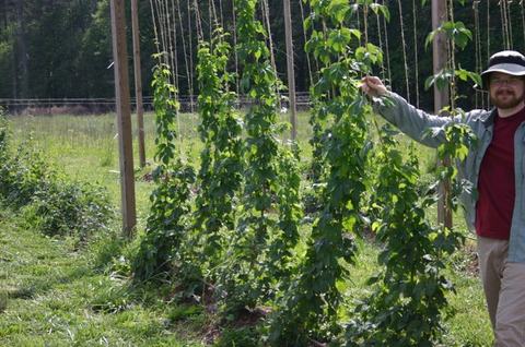 Person standing beside trellised climbing plants, holding a support string in a field