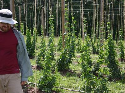 Man in hat and jacket standing beside rows of trellised hop plants in a field