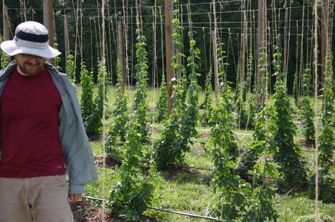 Man in hat and jacket standing beside rows of trellised hop plants in a field
