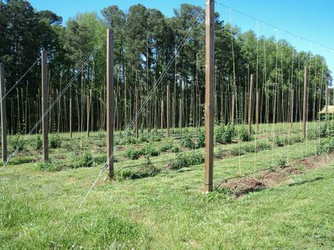 Field with tall wooden trellis poles and strings supporting rows of young climbing plants