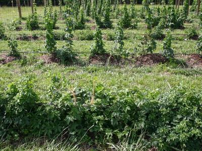 Rows of young vines trained on trellis lines in a grassy field