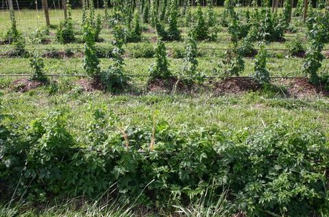 Rows of young vines trained on trellis lines in a grassy field