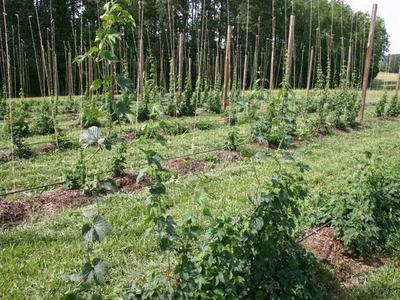 Rows of hop vines trained up strings on tall poles in a field