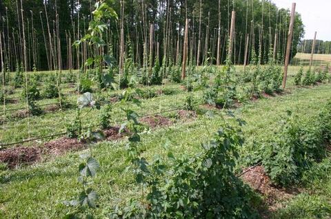 Rows of hop vines trained up strings on tall poles in a field
