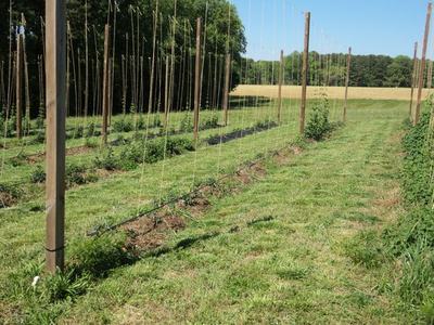 Rows of wooden trellis poles with vertical strings and young hop plants in a field