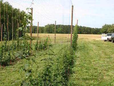 Trellised hop vines growing along tall netting with a truck and open field in background