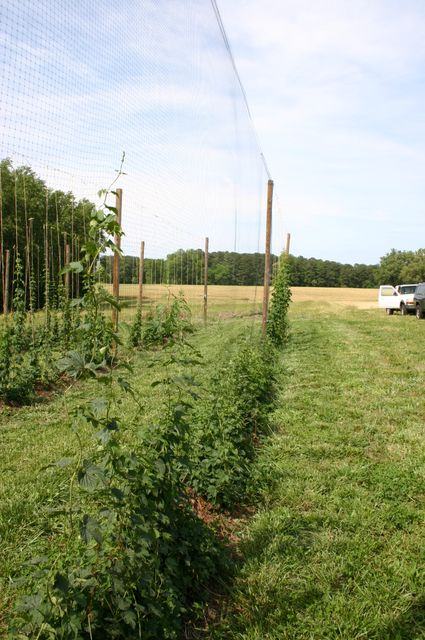 Trellised hop vines growing along tall netting with a truck and open field in background