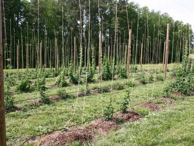 Rows of young hop plants trained on vertical strings between wooden poles in a field