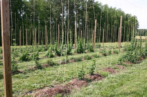 Rows of young hop plants trained on vertical strings between wooden poles in a field