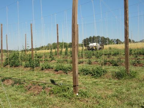 Field of young hop plants on trellis rows with wooden poles and vertical strings