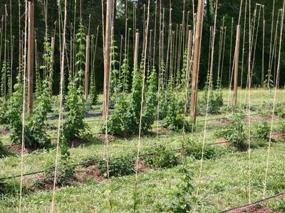 Young hop plants trained on vertical strings between wooden poles in a field