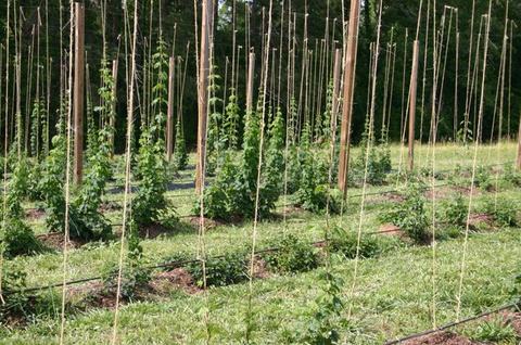 Young hop plants trained on vertical strings between wooden poles in a field