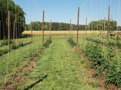 Row of trellis poles with vertical strings and young climbing plants flanking a grassy path