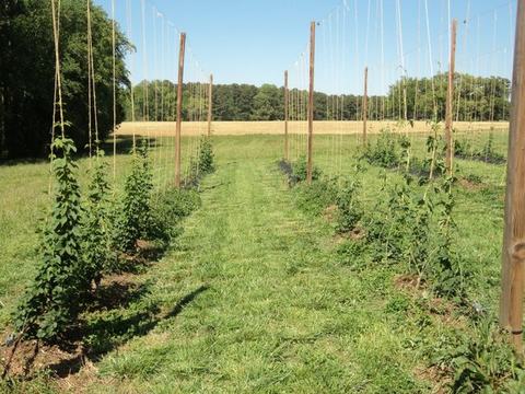 Rows of hop bines trained on tall poles and strings with a grassy path between