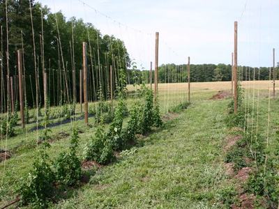 Rows of young climbing plants trained on vertical trellis poles and strings in a field