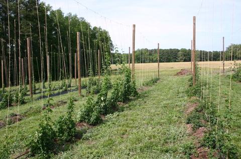 Rows of young climbing plants trained on vertical trellis poles and strings in a field