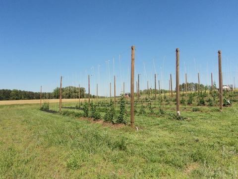 Hops field with wooden trellis poles and young climbing plants under blue sky