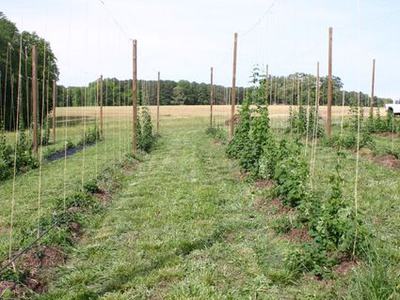 Rows of young climbing plants trained on trellises in a grassy field