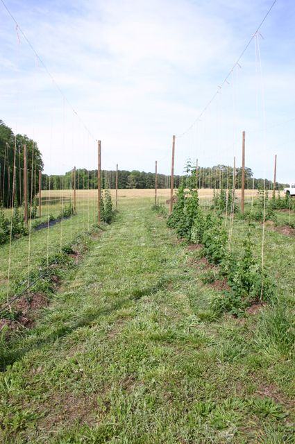 Rows of young climbing plants trained on trellises in a grassy field