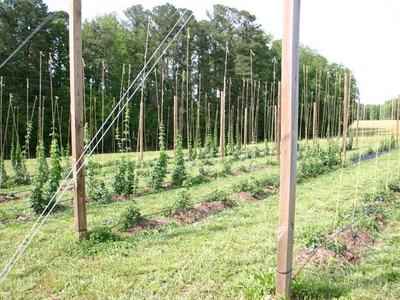 Rows of young hop plants trained up wooden poles and twine in a field