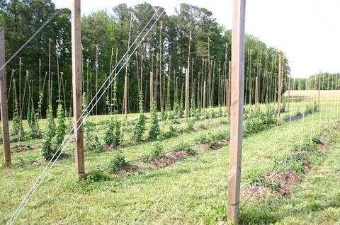 Rows of young hop plants trained up wooden poles and twine in a field