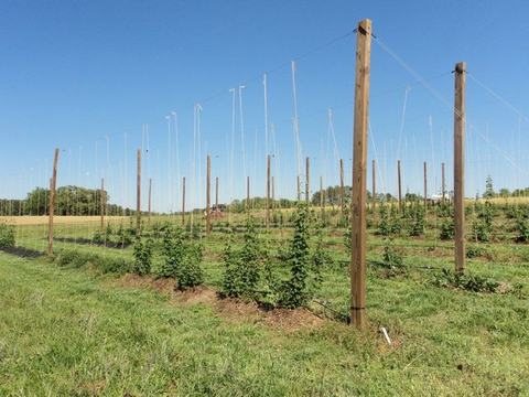 Hop field with rows of wooden trellis poles and young climbing vines under clear sky