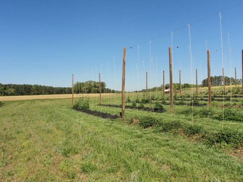 Field with tall wooden trellis poles and vertical strings supporting crops under clear sky