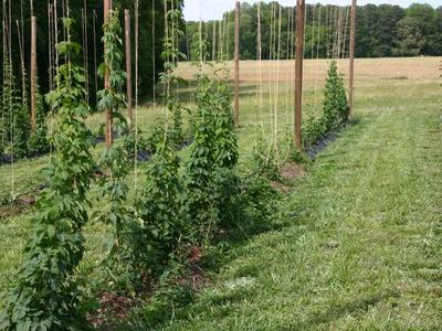 Rows of hop vines climbing vertical strings tied to wooden poles in a grassy field