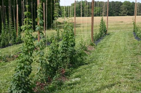 Rows of hop vines climbing vertical strings tied to wooden poles in a grassy field