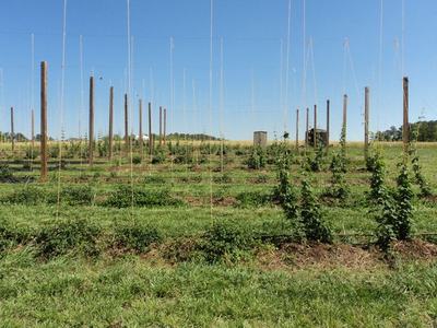 Rows of hop bines trained on tall wooden poles and vertical strings in a field