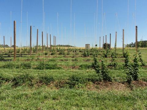 Rows of hop bines trained on tall wooden poles and vertical strings in a field