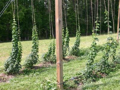 Hop vines climbing vertical strings attached to wooden posts in a grassy field