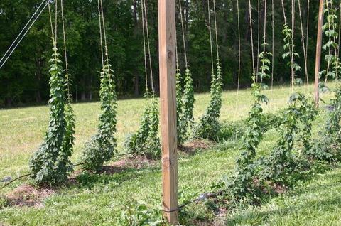 Hop vines climbing vertical strings attached to wooden posts in a grassy field