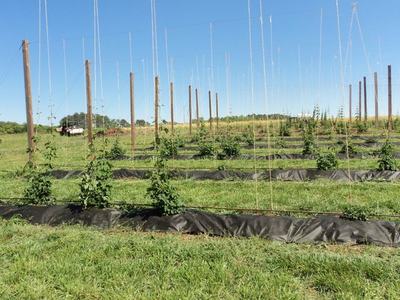 Rows of young hop plants trained on tall wooden poles and string trellis in grassy field